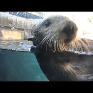 Meet your Posher, Alison